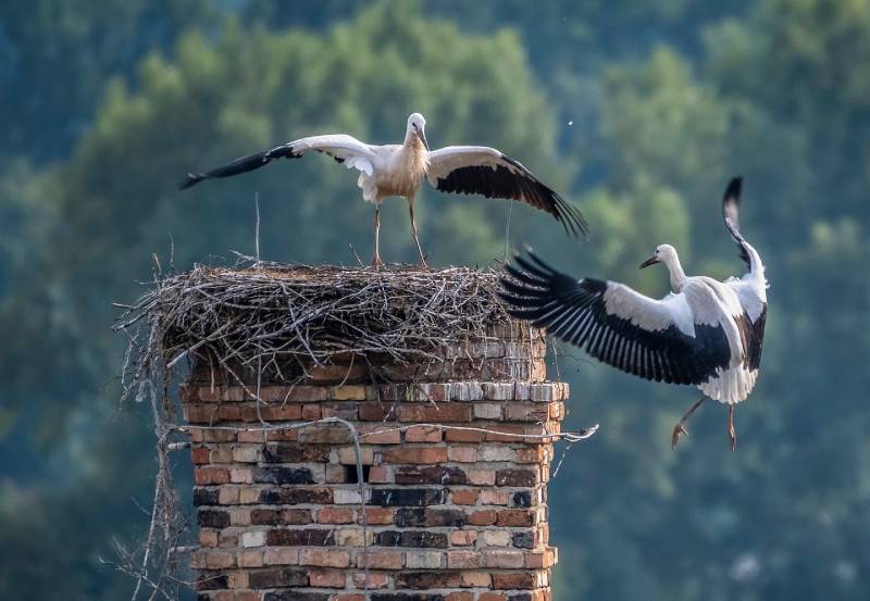 Expert Chimney Animal Removal in Watauga, TX Professional Chimney Animal Removal Services in Watauga, Texas