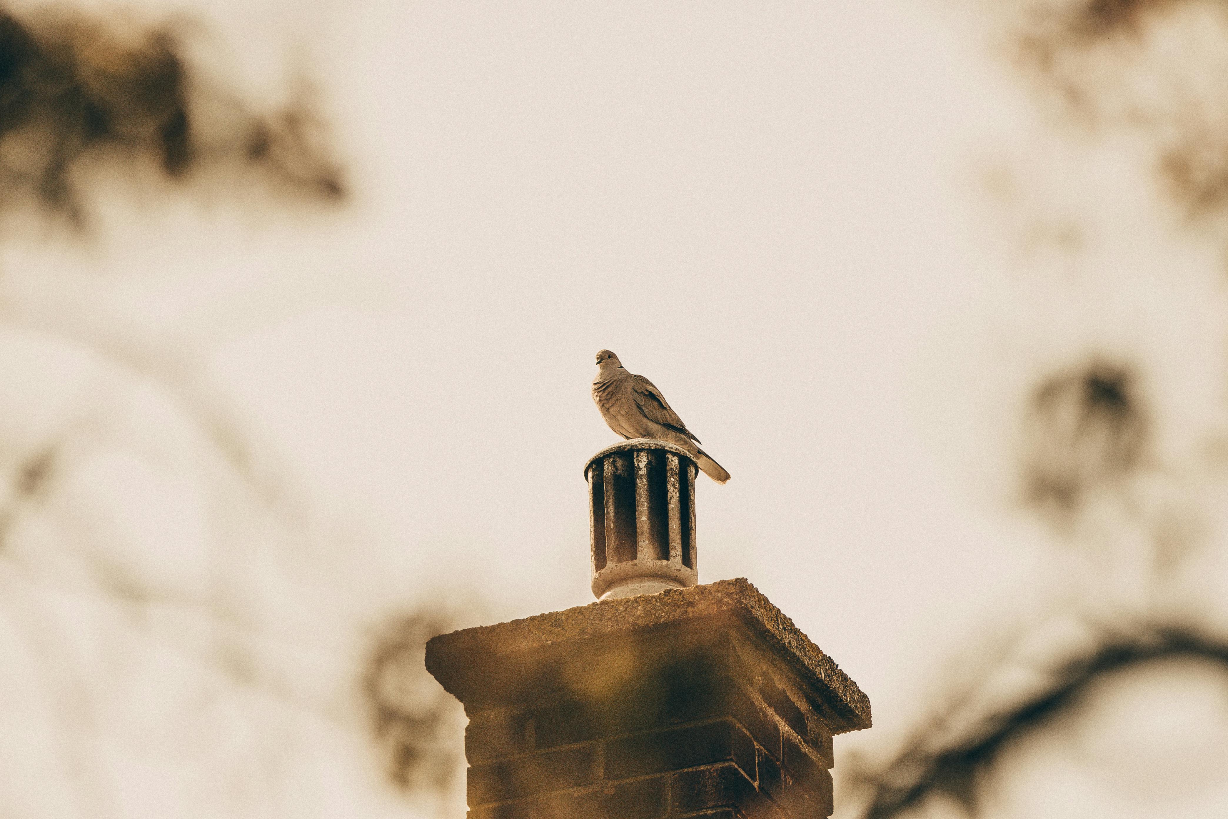 Professional Chimney Cap Installation Services in Watauga, TX Expert Chimney Cap Installation in Watauga, Texas